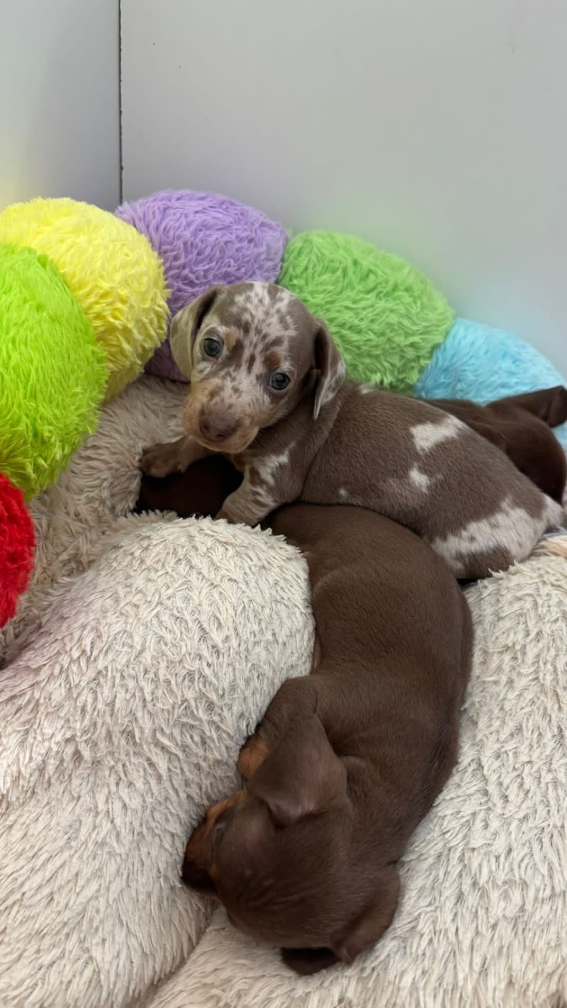 Two chocolate-and-white puppies asleep together on a fluffy bed
