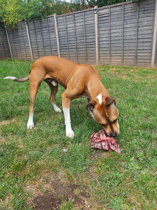 A tan dog nosing at a raw meaty chew on the grass in a back garden