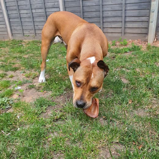 A tan dog on the lawn chewing a raw treat held in its mouth